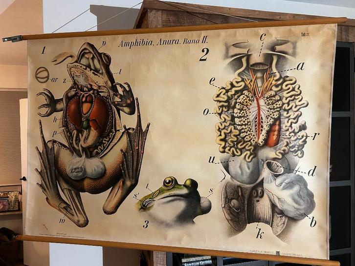 De kikvorsch - (Pfurtscheller) - Amphibia, Anura II, Antiek en Kunst, Antiek | Schoolplaten, Natuur en Biologie, Ophalen of Verzenden