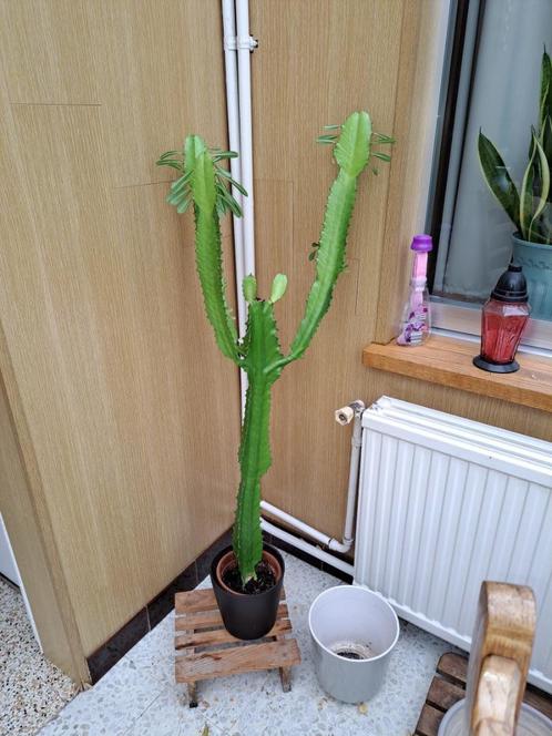 Cactus Euphorbia., Maison & Meubles, Plantes d'intérieur, Cactus, 100 à 150 cm, Plante verte, Ombre partielle, En pot, Enlèvement