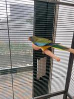 3 Jonge Splendid parkieten.  0486 215927, Dieren en Toebehoren, Vogels | Parkieten en Papegaaien