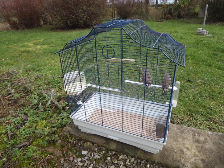 Vogelkooi met mandarijnenpaar, Dieren en Toebehoren, Vogels | Hokken en Kooien, Gebruikt, Volière, Ophalen