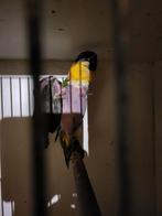 1-0 man zwartkop caique 2021, Dieren en Toebehoren, Vogels | Parkieten en Papegaaien, Mannelijk, Papegaai, Geringd