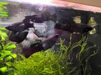 Black Mollys gratis, Dieren en Toebehoren, Vis, Zoetwatervis, Schoolvis