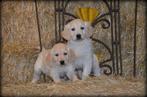 Golden Retriever pups, Dieren en Toebehoren, België, 8 tot 15 weken, Meerdere, Meerdere dieren