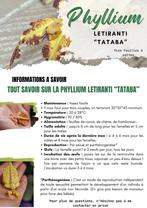 Phyllium Letiranti "Tataba" eggs (x30) - Oeufs de Phasmes, Animaux & Accessoires, Phasme