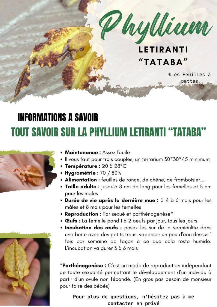 Phyllium Letiranti "Tataba" eggs (x30) - Oeufs de Phasmes, Animaux & Accessoires, Insectes & Araignées, Phasme