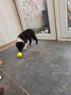 BORDER COLLIE pups, België, CDV (hondenziekte), 8 tot 15 weken, Collie
