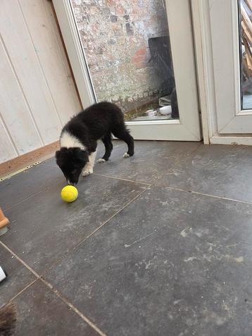 BORDER COLLIE pups beschikbaar voor biedingen