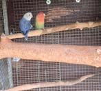 Gevraagd 2 broedrijpe dwergpapegaaien, Dieren en Toebehoren, Mannelijk, Dwergpapegaai of Agapornis, Geringd