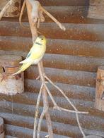 DIFFÉRENTES COULEURS DE JEUNES PERRUCHES PRÊTES À GRANDIR, Animaux & Accessoires, Plusieurs animaux, Perruche, Domestique