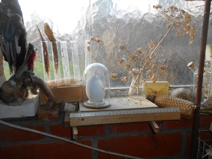 leeg flamingo ei, Collections, Collections Animaux, Comme neuf, Autres types, Oiseaux, Enlèvement ou Envoi