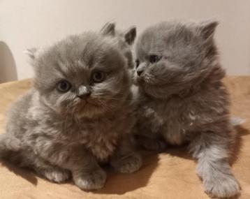 Brits korthaar en Brits Langhaar kittens met stamboom. beschikbaar voor biedingen