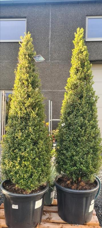 Ilex Green Bonsai Crenata piramide  beschikbaar voor biedingen