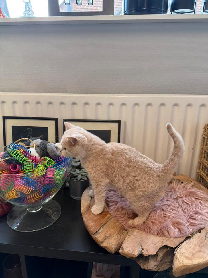 Brits korthaar, Dieren en Toebehoren, Katten en Kittens | Raskatten | Korthaar