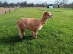 Te koop zeer mooie dekhengst alpaca uit Engeland, Mannelijk