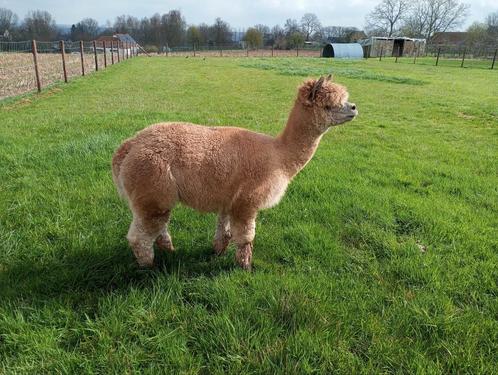 Te koop zeer mooie dekhengst alpaca uit Engeland, Dieren en Toebehoren, Overige Dieren, Mannelijk