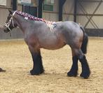 Trekpaard merrie, Dieren en Toebehoren, Merrie, 3 tot 6 jaar, Onbeleerd, 165 tot 170 cm