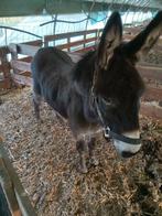 Ruin, Dieren en Toebehoren, Schapen, Geiten en Varkens