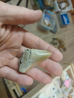 Fossiele megalodon tand voorouder, Enlèvement ou Envoi