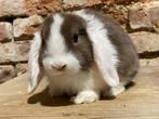 Minilopjes, Dieren en Toebehoren, Konijnen, Meerdere dieren, Dwerg, Hangoor, 0 tot 2 jaar
