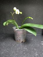 witte orchidee phalaenopsis 7€ of ruilen met ander kleur, Enlèvement