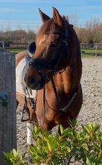 Betrouwbare, lieve allround pony, Dieren en Toebehoren, Pony's, Gechipt, Ruin, Dressuurpony, M