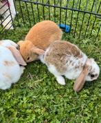 Schattige konijnen, Dieren en Toebehoren