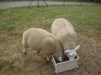 schapen, Dieren en Toebehoren, Schapen, Geiten en Varkens, Mannelijk, Schaap