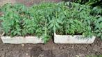 tomatenplanten, Tuin en Terras, Planten | Tuinplanten, Ophalen