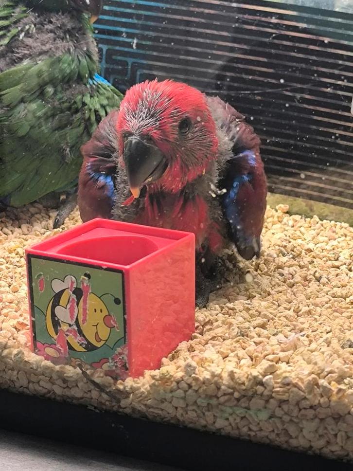 Jonge edelpapegaai pop, Dieren en Toebehoren, Pluimvee