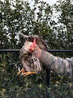 Haan, Dieren en Toebehoren