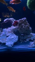 Cicliden, Dieren en Toebehoren, Vis, Zoetwatervis, Schoolvis