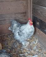 Cochin kriel haantje, Dieren en Toebehoren, Pluimvee