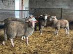Ramlammeren, Dieren en Toebehoren, Schapen, Geiten en Varkens, Mannelijk, Schaap, 0 tot 2 jaar