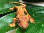 Superdal wimpergekko, Domestique, Lézard, 0 à 2 ans