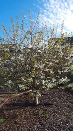 kerselaar, Tuin en Terras, Planten | Fruitbomen, Ophalen