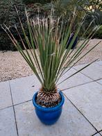 Dasylirion serratifolium (Grasboom yucca), Enlèvement ou Envoi