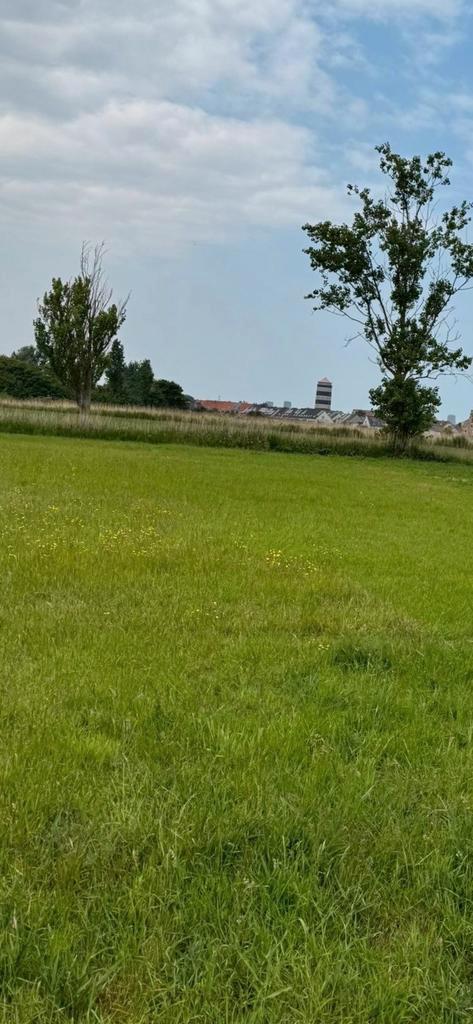 Weide s te huur, Animaux & Accessoires, Box & Pâturages