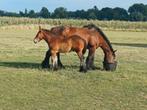 Trekpaard hengst veulen, Dieren en Toebehoren, Paarden, Hengst, Gechipt