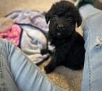 Beaux chiots labradoodle (Labrador x Caniche), Labrador retriever, Plusieurs, Parvovirose, Belgique