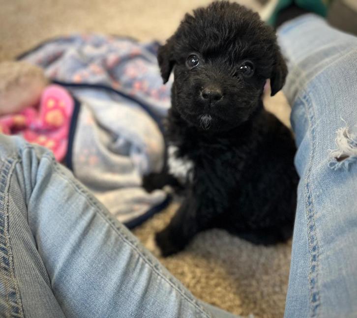 Knappe labradoodle pups (Labrador x Poedel), Dieren en Toebehoren, Honden | Retrievers, Spaniëls en Waterhonden, Meerdere dieren
