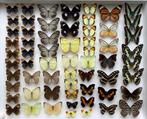 Geprepareerde vlinders, 5 € / exemplaar, Ophalen of Verzenden