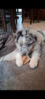 Chiots de berger australien merle bleu et rouge parents vis, Animaux & Accessoires, Chiens | Bergers & Bouviers, Plusieurs, Parvovirose