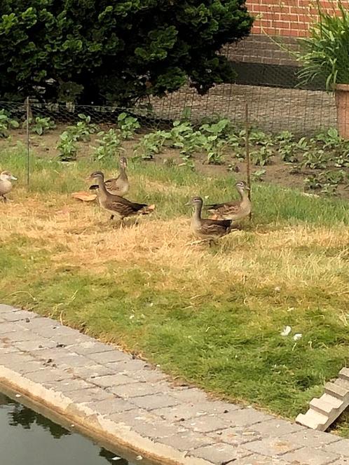 Mandarijn eenden, Dieren en Toebehoren, Pluimvee, Eend, Meerdere dieren