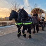 2 prachtig Belgische boerepaarden te koop, Gechipt, B, Ruin, Tuigpaard