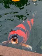 Japanse koi Hi-Utsuri, Dieren en Toebehoren, Vissen | Vijvervissen, Karper of Koi