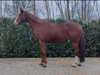 Springmerrie te koop, Dieren en Toebehoren, Paarden, Merrie, Springpaard, Gechipt, 7 tot 10 jaar