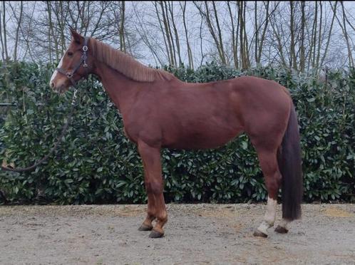 Springmerrie te koop, Dieren en Toebehoren, Paarden, Merrie, 165 tot 170 cm, 7 tot 10 jaar, Springpaard, Met stamboom, Gechipt