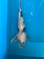 Shiro utsuri, Animaux & Accessoires, Poissons | Poissons d'étang, Carpe ou Koï