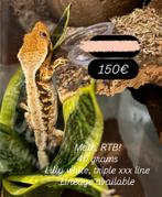Sale! RTB lilly white man met terrarium, Dieren en Toebehoren, Met terrarium