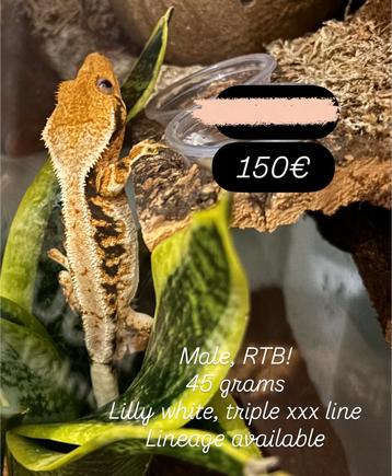 Sale! RTB lilly white man met terrarium beschikbaar voor biedingen